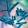 Lactobacillus acidophilus