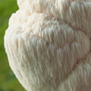 Lion's Mane