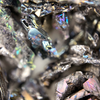 Chromium