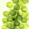 Providing EPA (Algae Oil)