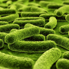 Friendly bacteria