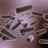 Lactobacillus rhamnosus