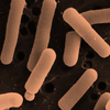 Lactobacillus Reuteri