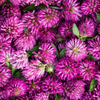 Red Clover