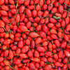 Rose Hip Extract