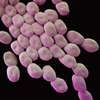 Bifidobacterium Breve M-16V