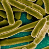Bifidobacterium Longum